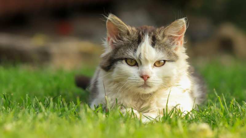 How a Dog GPS Tracker Helps You Track Your Pet Around Your Yard and Home