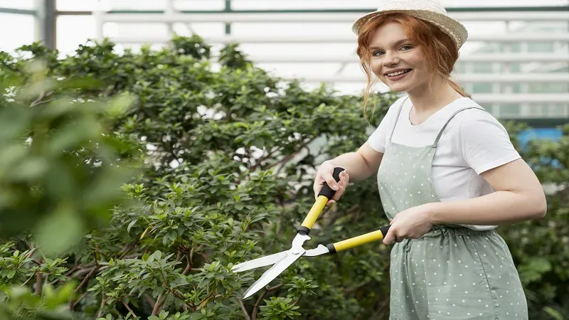 Creating a Safe and Beautiful Outdoor Space With Proper Tree Care
